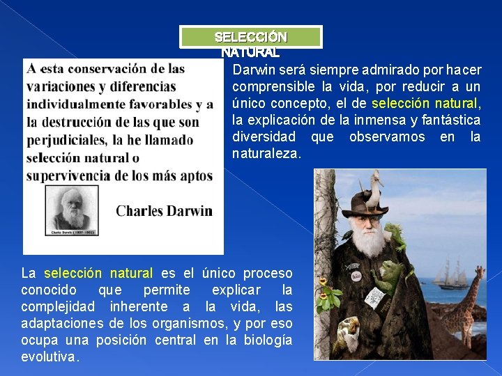 SELECCIÓN NATURAL Darwin será siempre admirado por hacer comprensible la vida, por reducir a