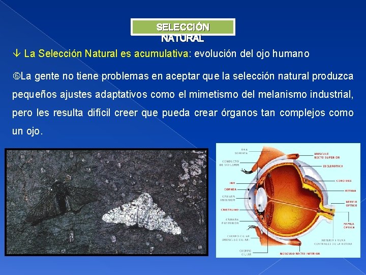 SELECCIÓN NATURAL La Selección Natural es acumulativa: evolución del ojo humano La gente no