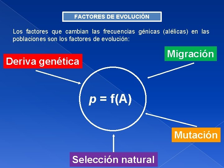 FACTORES DE EVOLUCIÓN Los factores que cambian las frecuencias génicas (alélicas) en las poblaciones