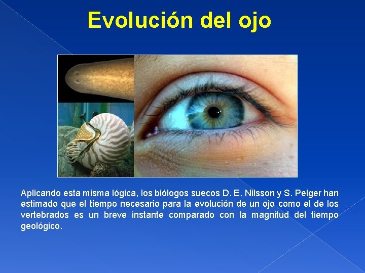 Evolución del ojo Aplicando esta misma lógica, los biólogos suecos D. E. Nilsson y