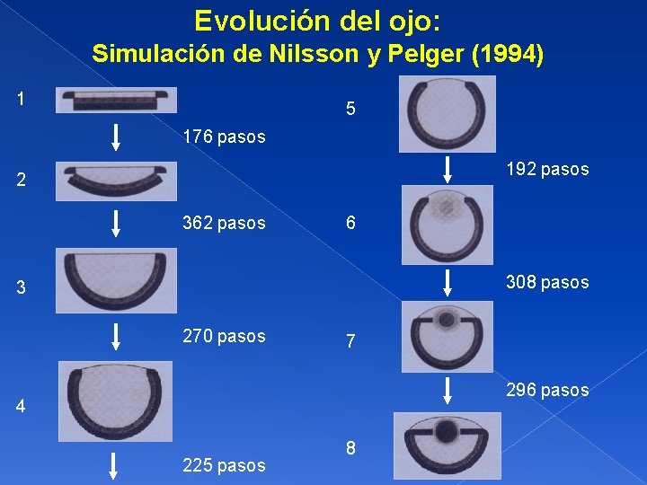 Evolución del ojo: Simulación de Nilsson y Pelger (1994) 1 5 176 pasos 192