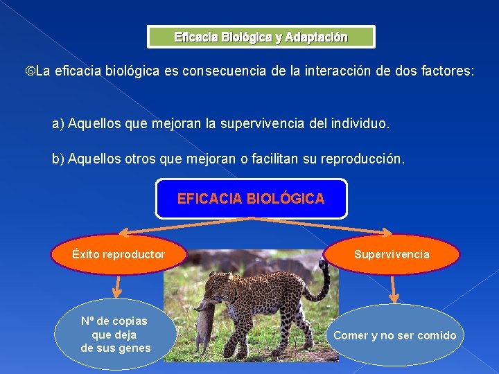 Eficacia Biológica y Adaptación La eficacia biológica es consecuencia de la interacción de dos