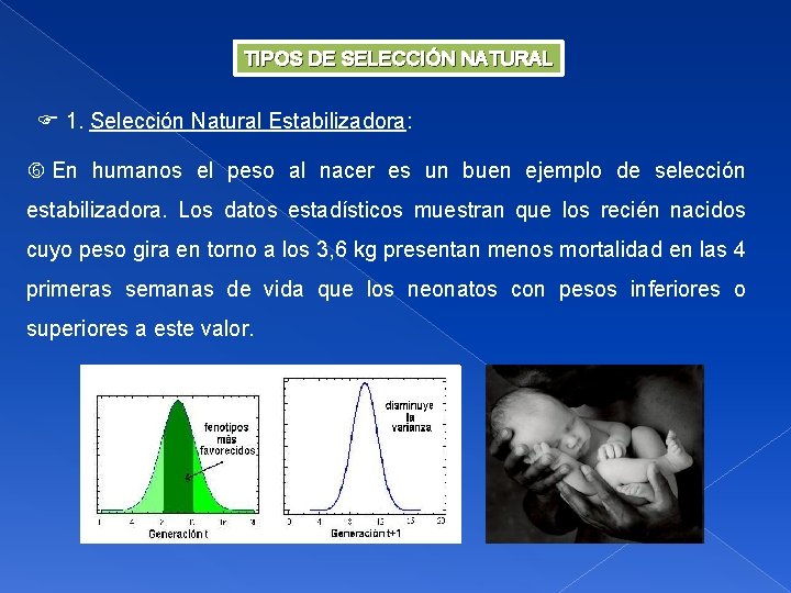 TIPOS DE SELECCIÓN NATURAL 1. Selección Natural Estabilizadora: En humanos el peso al nacer