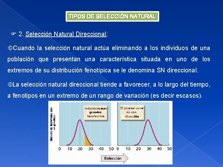 TIPOS DE SELECCIÓN NATURAL 2. Selección Natural Direccional: Cuando la selección natural actúa eliminando