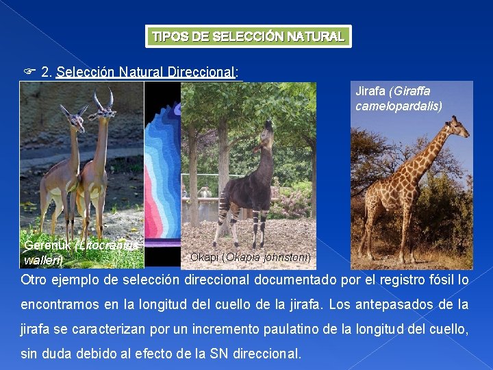 TIPOS DE SELECCIÓN NATURAL 2. Selección Natural Direccional: Jirafa (Giraffa camelopardalis) Gerenuk (Litocranius walleri)