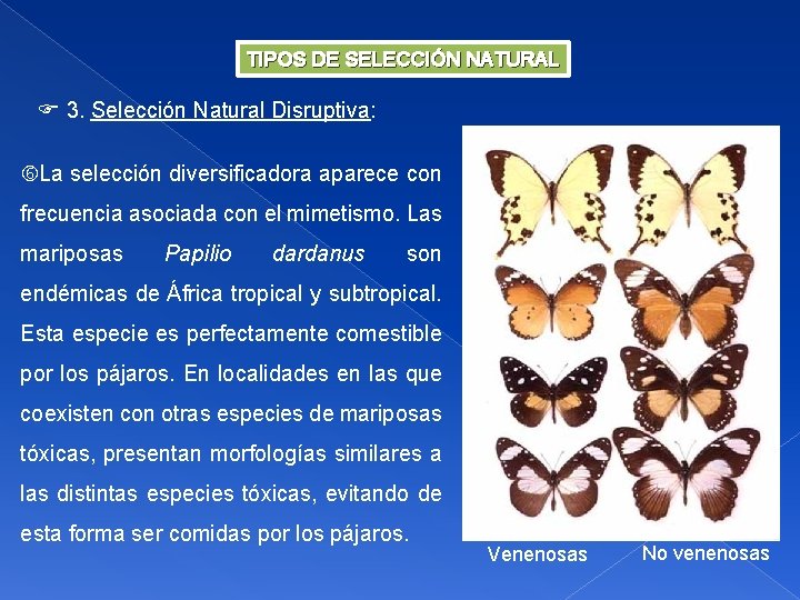 TIPOS DE SELECCIÓN NATURAL 3. Selección Natural Disruptiva: La selección diversificadora aparece con frecuencia