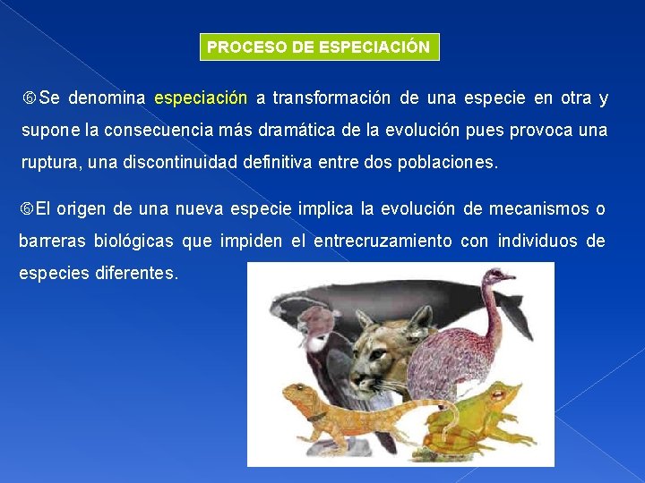 PROCESO DE ESPECIACIÓN Se denomina especiación a transformación de una especie en otra y