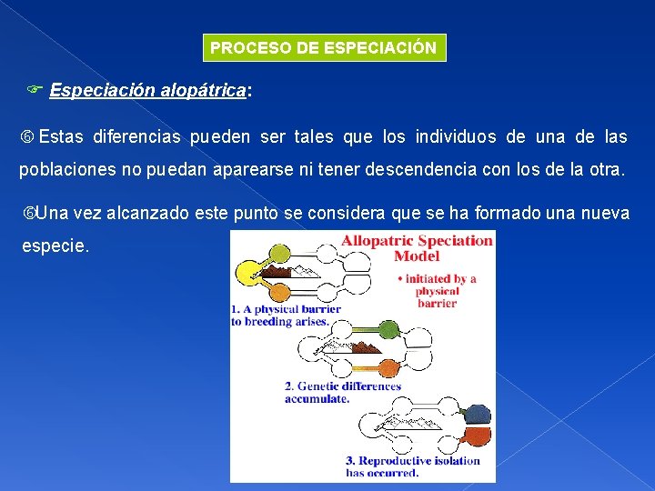 PROCESO DE ESPECIACIÓN Especiación alopátrica: Estas diferencias pueden ser tales que los individuos de
