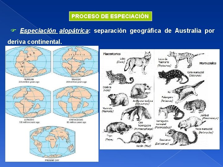 PROCESO DE ESPECIACIÓN Especiación alopátrica: separación geográfica de Australia por deriva continental. 