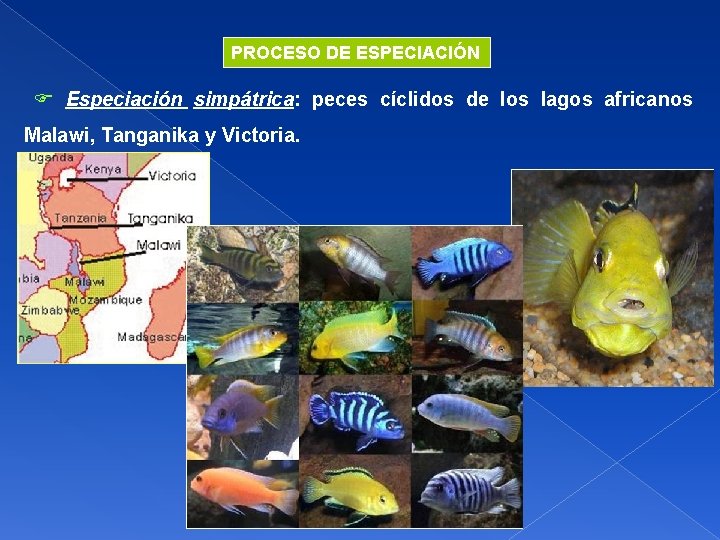 PROCESO DE ESPECIACIÓN Especiación simpátrica: peces cíclidos de los lagos africanos Malawi, Tanganika y