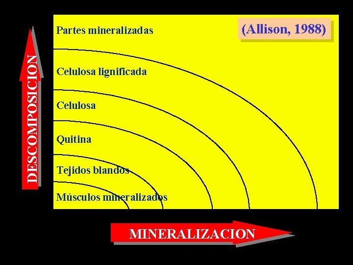 DESCOMPOSICION Partes mineralizadas (Allison, 1988) Celulosa lignificada Celulosa Quitina Tejidos blandos Músculos mineralizados MINERALIZACION