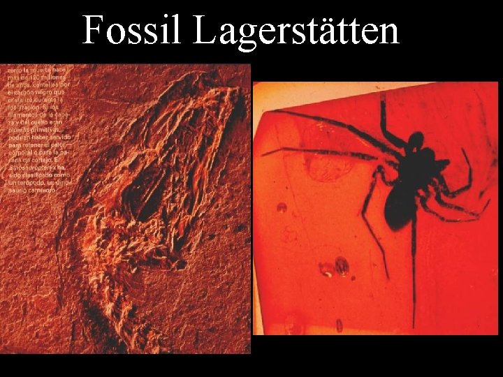 Fossil Lagerstätten 