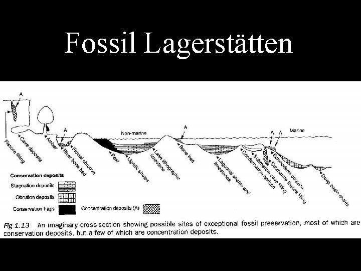 Fossil Lagerstätten 
