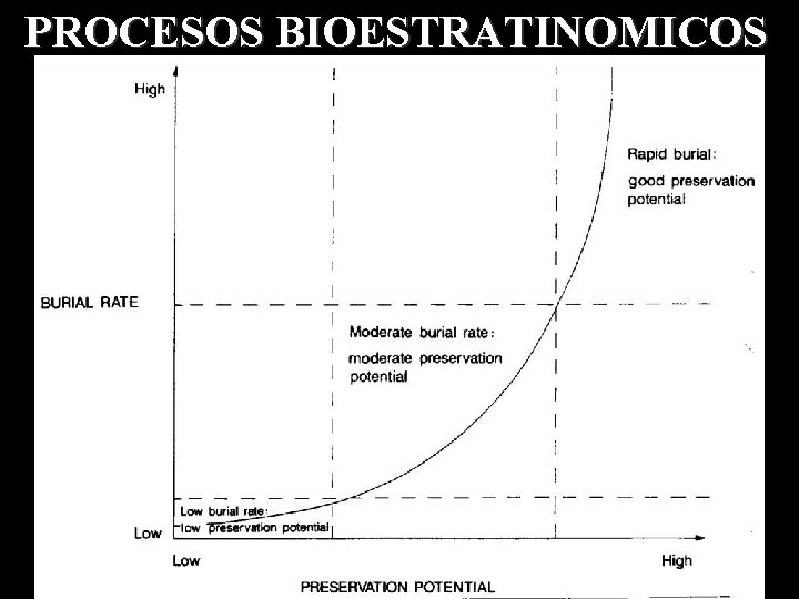 PROCESOS BIOESTRATINOMICOS 