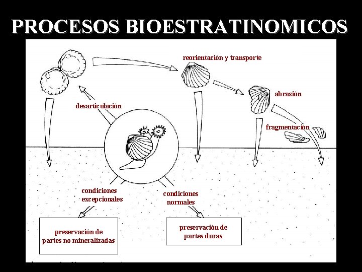 PROCESOS BIOESTRATINOMICOS reorientación y transporte abrasión desarticulación fragmentación condiciones excepcionales preservación de partes no