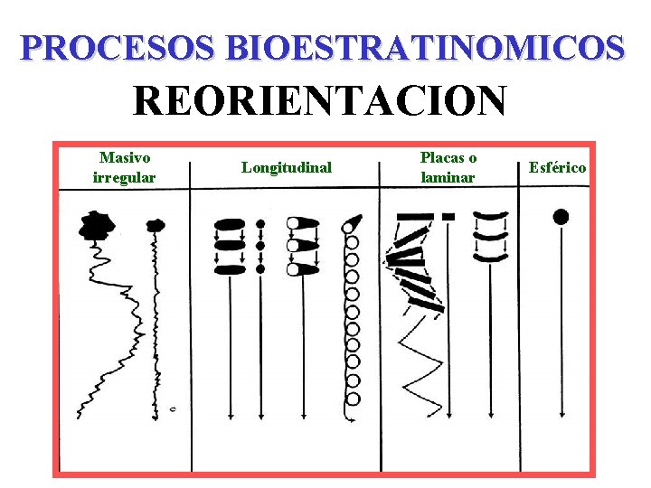 PROCESOS BIOESTRATINOMICOS REORIENTACION Masivo irregular Longitudinal Placas o laminar Esférico 