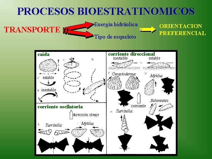 PROCESOS BIOESTRATINOMICOS Energía hidráulica TRANSPORTE ORIENTACION PREFERENCIAL Tipo de esqueleto corriente direccional caída inestable