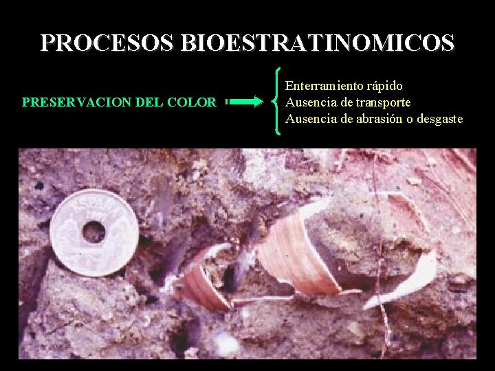 PROCESOS BIOESTRATINOMICOS PRESERVACION DEL COLOR Enterramiento rápido Ausencia de transporte Ausencia de abrasión o