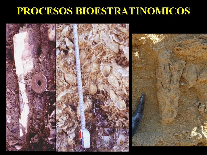 PROCESOS BIOESTRATINOMICOS POSICION DE VIDA Ausencia de transporte 