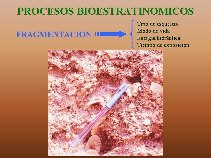 PROCESOS BIOESTRATINOMICOS FRAGMENTACION Tipo de esqueleto Modo de vida Energía hidráulica Tiempo de exposición