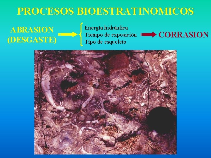 PROCESOS BIOESTRATINOMICOS ABRASION (DESGASTE) Energía hidráulica Tiempo de exposición Tipo de esqueleto CORRASION 