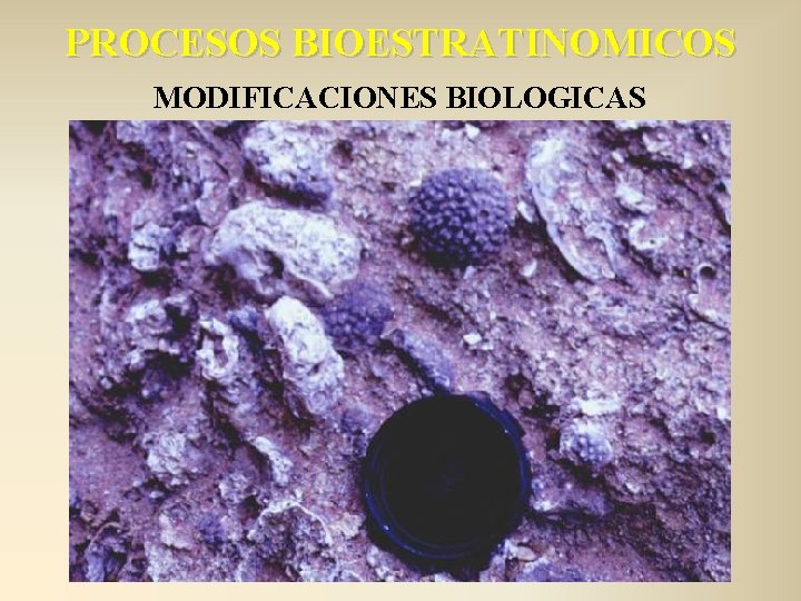 PROCESOS BIOESTRATINOMICOS MODIFICACIONES BIOLOGICAS 