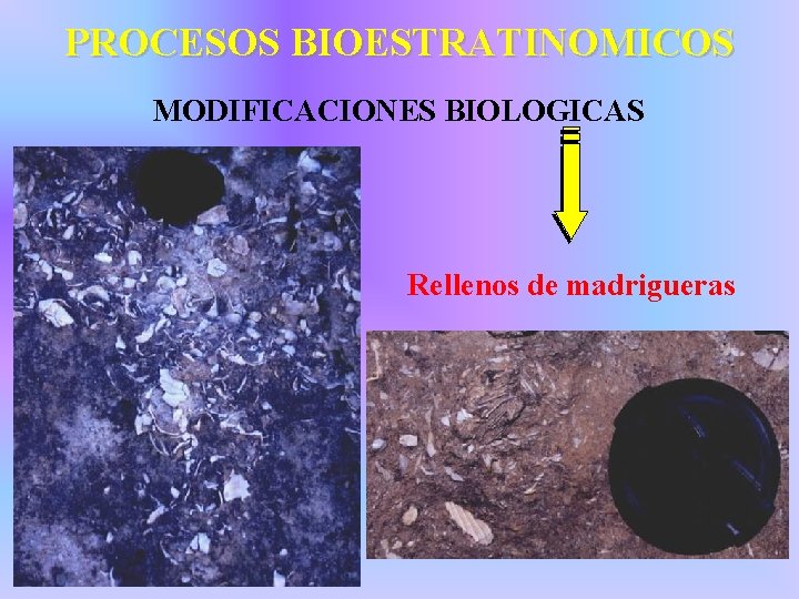 PROCESOS BIOESTRATINOMICOS MODIFICACIONES BIOLOGICAS Rellenos de madrigueras 