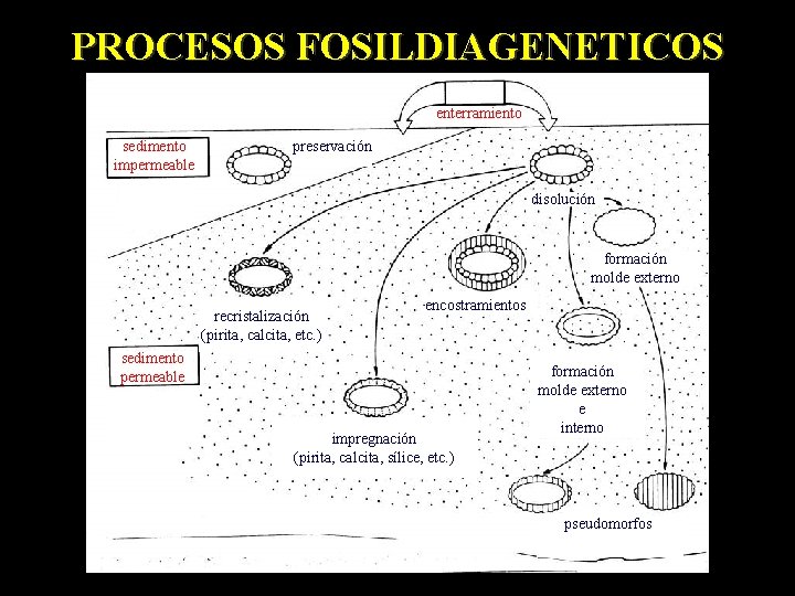PROCESOS FOSILDIAGENETICOS enterramiento sedimento impermeable preservación disolución formación molde externo recristalización (pirita, calcita, etc.