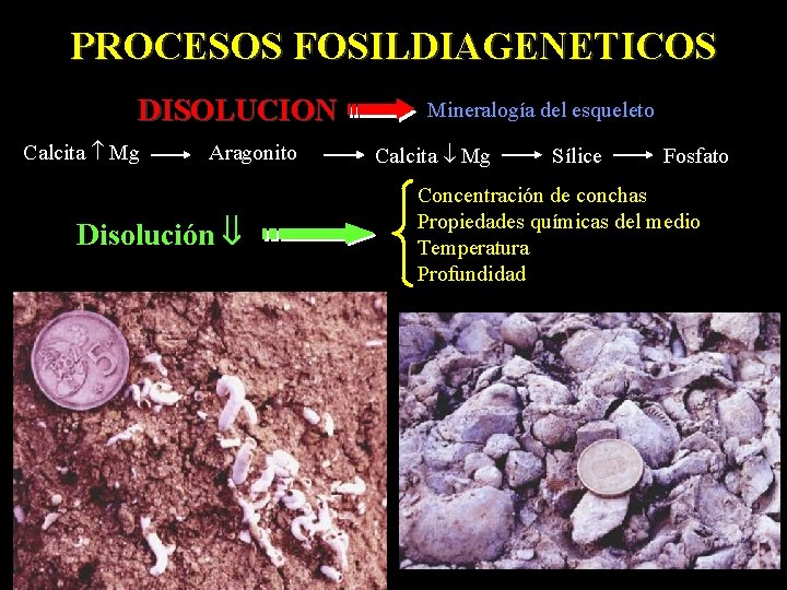 PROCESOS FOSILDIAGENETICOS DISOLUCION Calcita Mg Aragonito Disolución Mineralogía del esqueleto Calcita Mg Sílice Fosfato