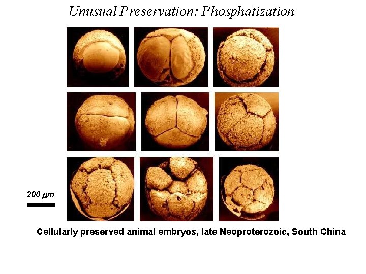 Unusual Preservation: Phosphatization 200 mm Cellularly preserved animal embryos, late Neoproterozoic, South China 