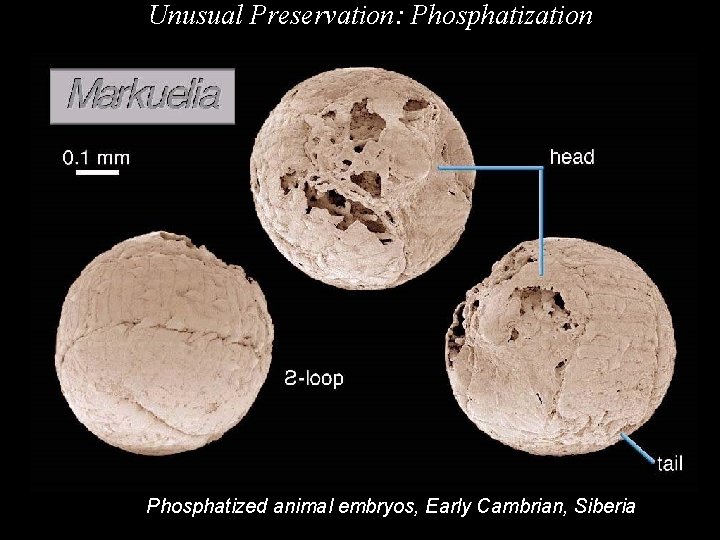 Unusual Preservation: Phosphatization Phosphatized animal embryos, Early Cambrian, Siberia 