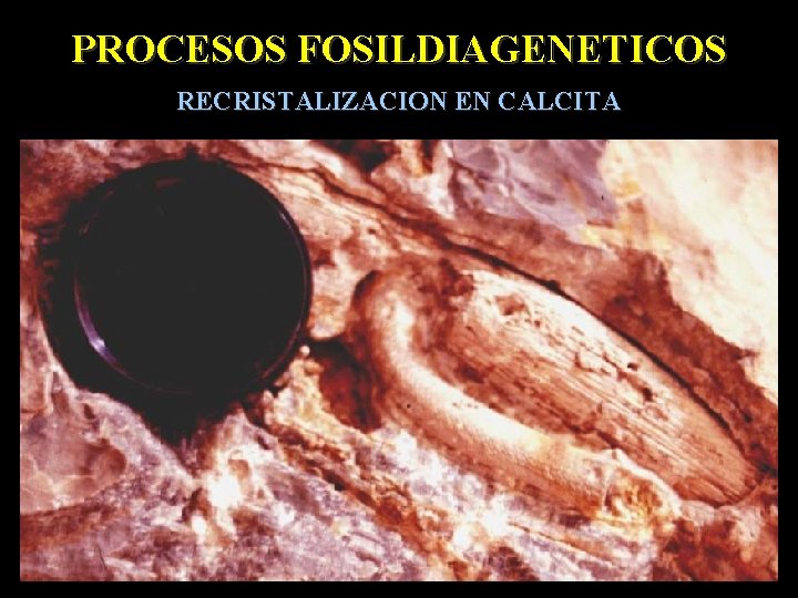 PROCESOS FOSILDIAGENETICOS RECRISTALIZACION EN CALCITA 