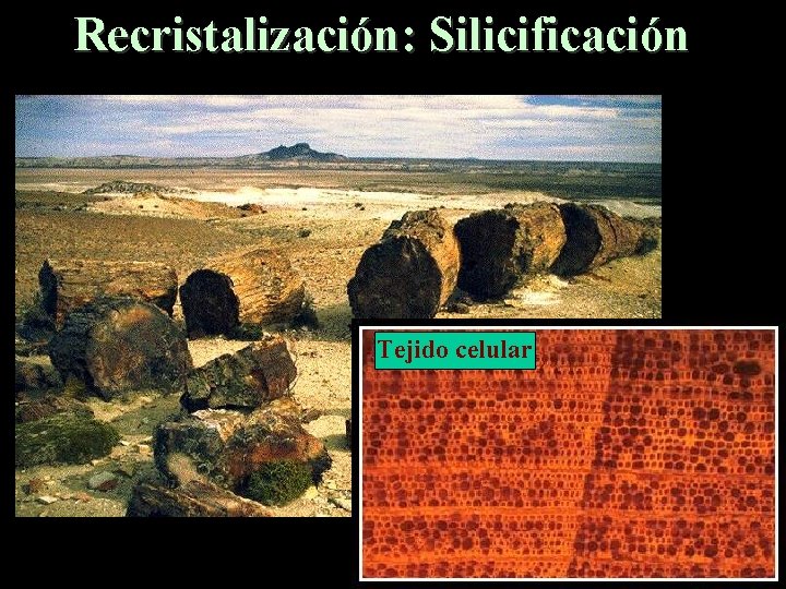 Recristalización: Silicificación Tejido celular 