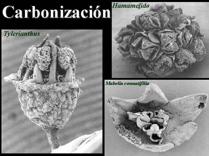 Carbonización Hamamelido Tylerianthus Mabelia connatifilia 
