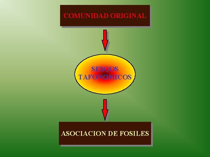 COMUNIDAD ORIGINAL SESGOS TAFONOMICOS ASOCIACION DE FOSILES 