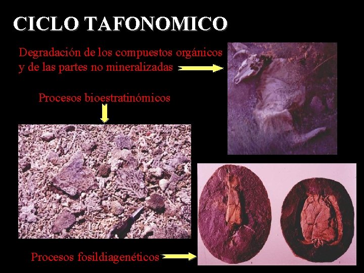 CICLO TAFONOMICO Degradación de los compuestos orgánicos y de las partes no mineralizadas Procesos