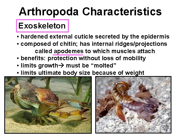 Arthropoda Characteristics Exoskeleton • hardened external cuticle secreted by the epidermis • composed of