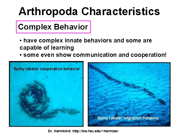 Arthropoda Characteristics Complex Behavior • have complex innate behaviors and some are capable of