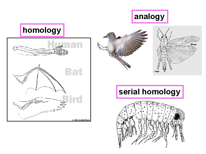 analogy homology serial homology 