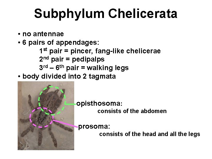 Subphylum Chelicerata • no antennae • 6 pairs of appendages: 1 st pair =