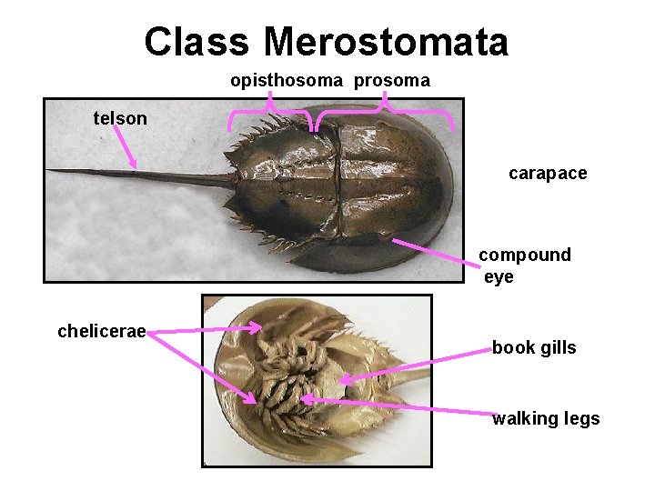 Class Merostomata opisthosoma prosoma telson carapace compound eye chelicerae book gills walking legs 