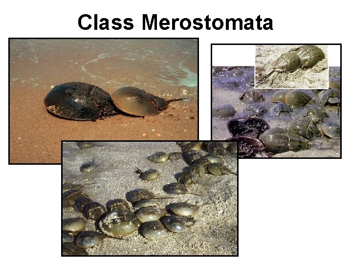Class Merostomata 