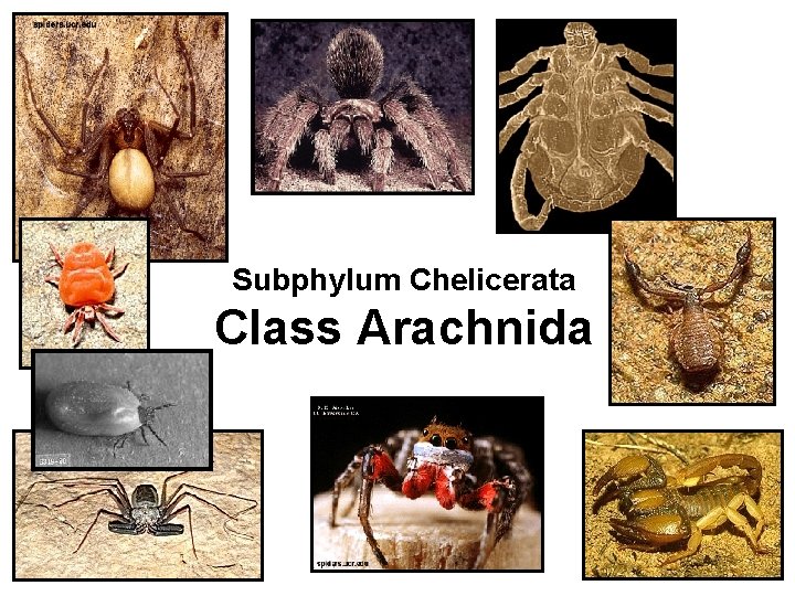 Subphylum Chelicerata Class Arachnida 