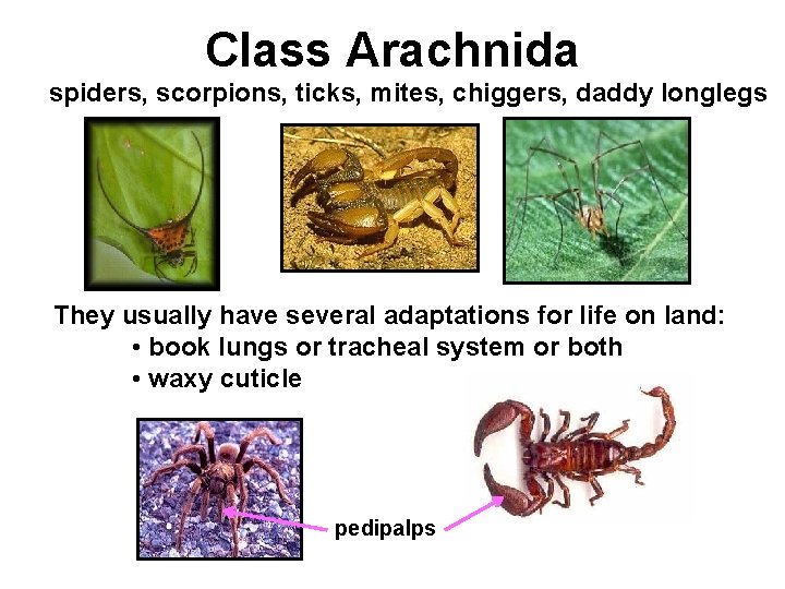 Class Arachnida spiders, scorpions, ticks, mites, chiggers, daddy longlegs They usually have several adaptations