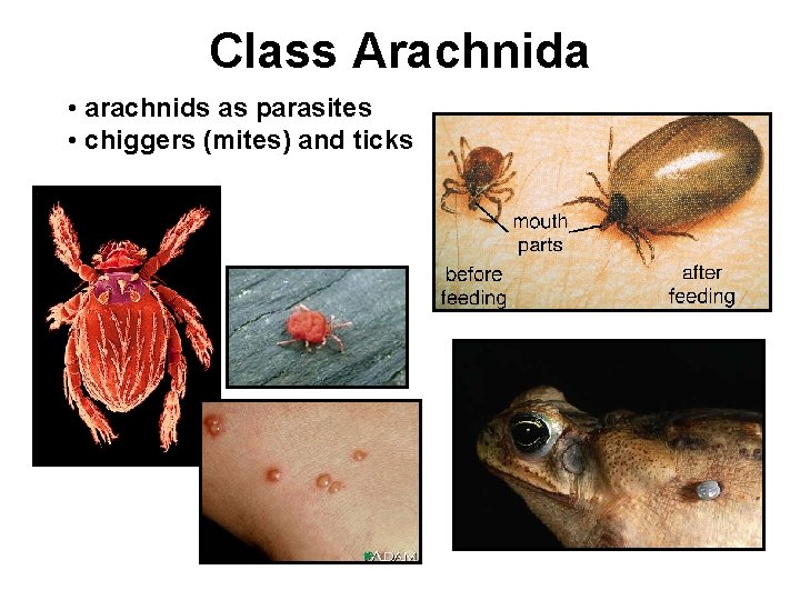 Class Arachnida • arachnids as parasites • chiggers (mites) and ticks 