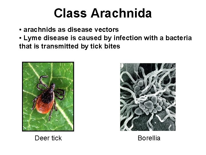 Class Arachnida • arachnids as disease vectors • Lyme disease is caused by infection