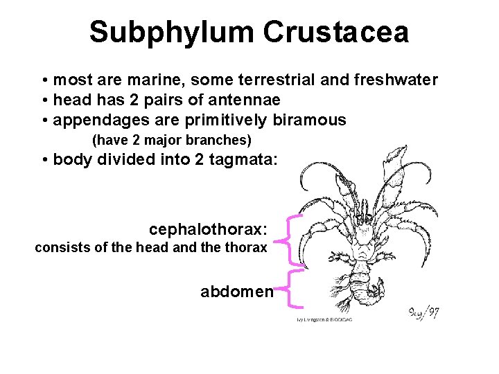 Subphylum Crustacea • most are marine, some terrestrial and freshwater • head has 2