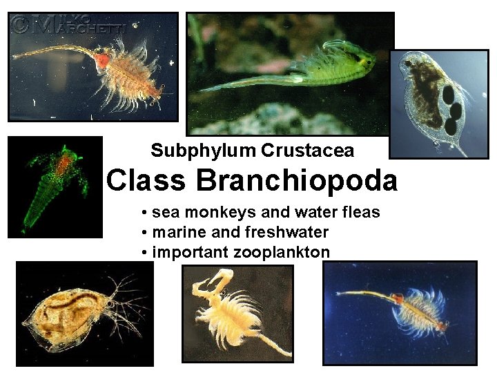 Subphylum Crustacea Class Branchiopoda • sea monkeys and water fleas • marine and freshwater