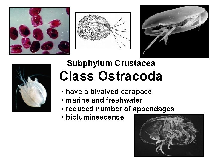 Subphylum Crustacea Class Ostracoda • have a bivalved carapace • marine and freshwater •