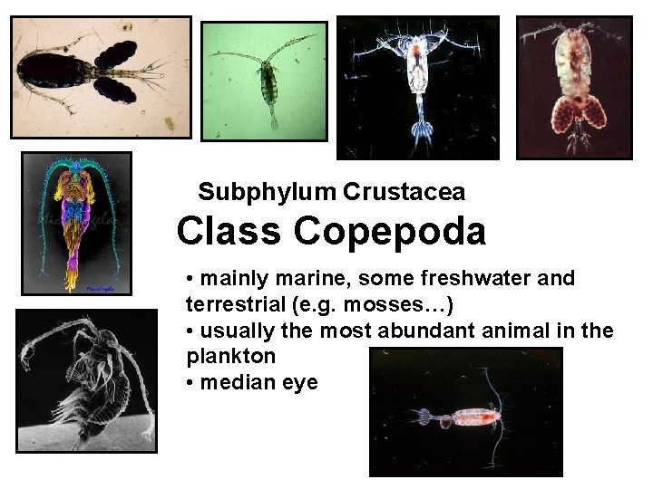 Subphylum Crustacea Class Copepoda • mainly marine, some freshwater and terrestrial (e. g. mosses…)